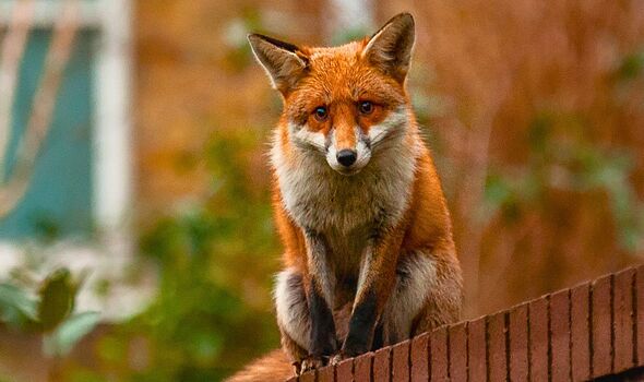 Foxes will come into gardens every evening if you leave one common bedroom item outside