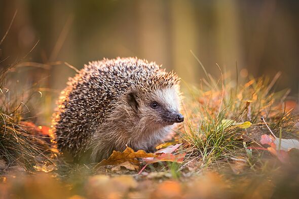 The 7 cutest animals you could see in the garden this autumn – and how to keep them coming